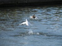 IMG 0450