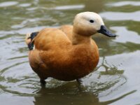 Paradisio Vogels 44