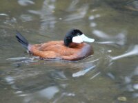 Paradisio Vogels 52