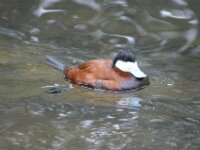 Paradisio Vogels 53