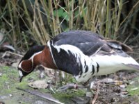 Roodhals Gans (2)