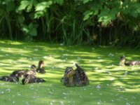 Vogels 133