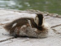 Vogels 24