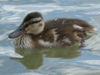 Vogels 28