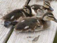 Vogels 29