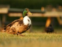 Vogels 37