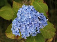 Hortensia