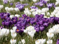 Krokus