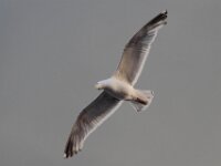 IMG 4826