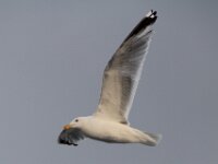 IMG 4830