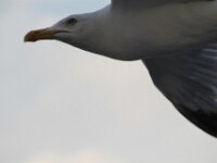 IMG 4841