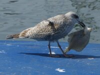Vogels 143