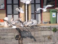 Vogels 171