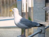 Vogels 180