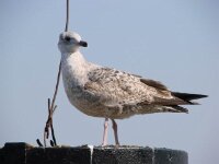 Vogels 181