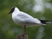 Vogels 23