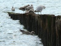 Vogels 77
