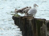Vogels 78