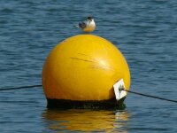 Vogels 80