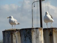 Vogels 83