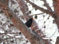 Vogels 153e