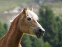 Paarden 20