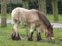 Paarden 29