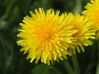 Paardenbloemen