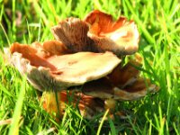 Schijnridderzwam (7)