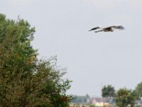 Reiger