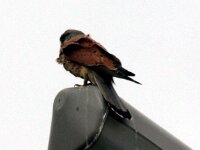 Vogels 158