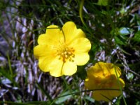 Bloemen 093