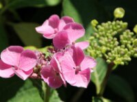 Bloemen IMG 2668