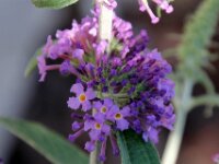 Bloemen IMG 2672