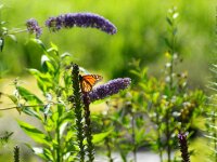Bodensee Insel Mainau Butterfly