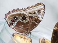 Bodensee Insel Mainau Butterfly 04