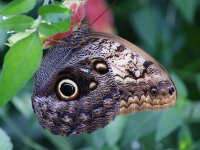 Bodensee Insel Mainau Butterfly 05