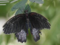 Bodensee Insel Mainau Butterfly 06