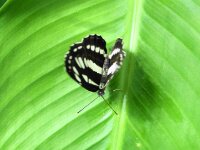 Bodensee Insel Mainau Butterfly 07