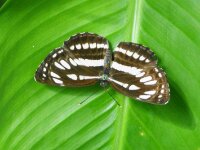 Bodensee Insel Mainau Butterfly 08