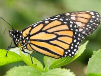 Bodensee Insel Mainau Butterfly 12