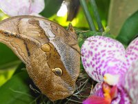 Bodensee Insel Mainau Butterfly 17