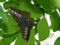 Bodensee Insel Mainau Butterfly 19