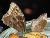 Bodensee Insel Mainau Butterfly 21