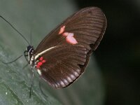 Bodensee Insel Mainau Butterfly 23
