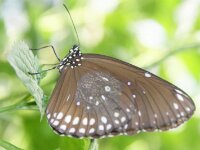 Bodensee Insel Mainau Butterfly 24
