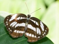 Bodensee Insel Mainau Butterfly 25