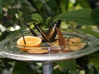 Bodensee Insel Mainau Butterfly 26