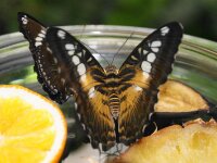 Bodensee Insel Mainau Butterfly 27