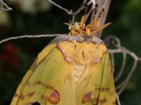 Bodensee Insel Mainau Butterfly 31